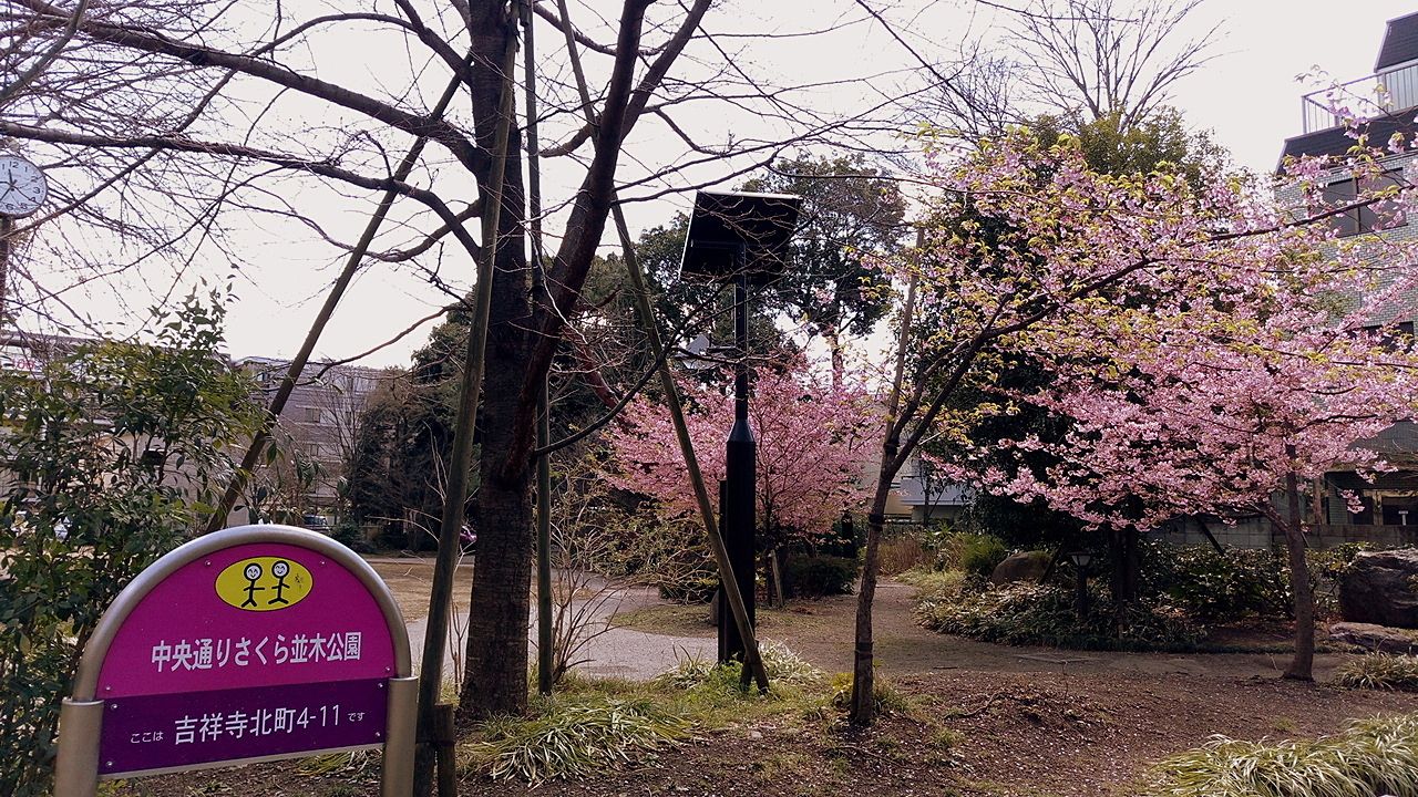 武蔵野市の中央通り桜並木公園