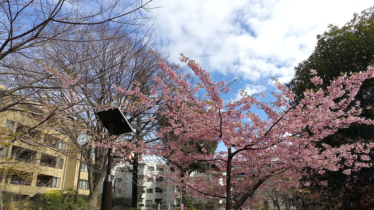 中央通り桜並木公園