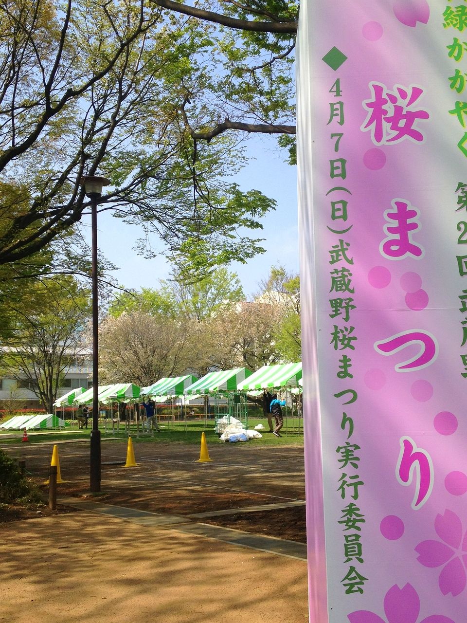 武蔵野市の「武蔵野桜まつり」は4月7日に決定。楽しいイベントですよ