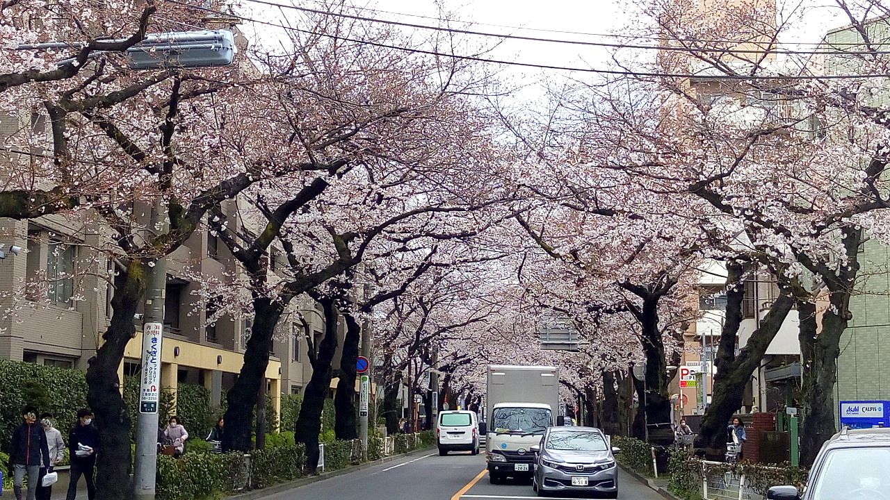 武蔵野市役所前桜並木は満開です