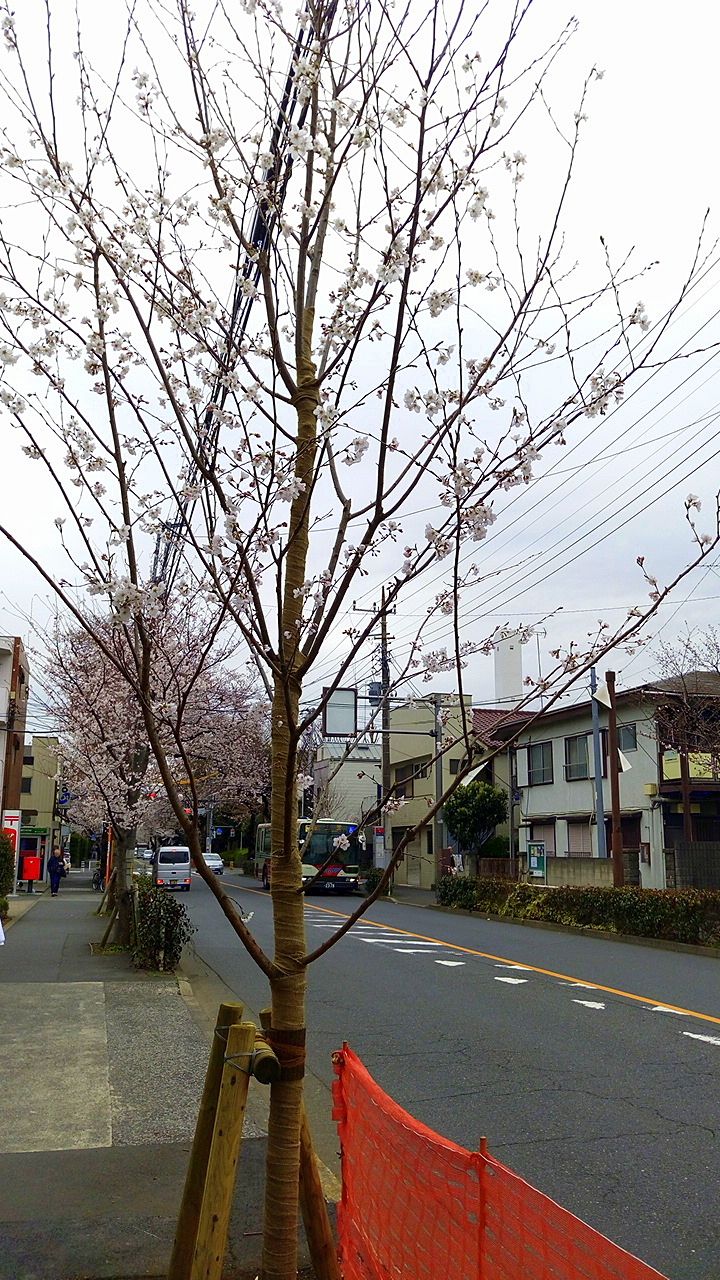 武蔵野市役所前の桜