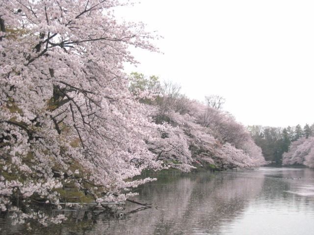 井之頭公園 春