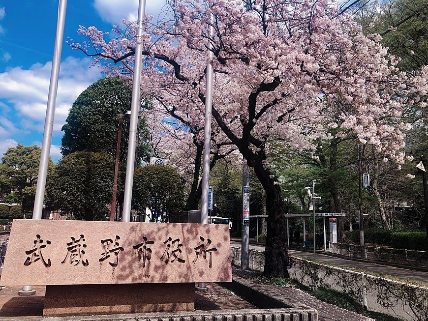 いつもと同じ桜、でも今年はとても美しく感じます。武蔵野市役所前の桜並木