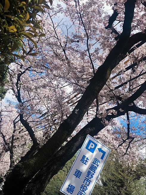 武蔵野市役所周辺はどこもここも桜でいっぱい