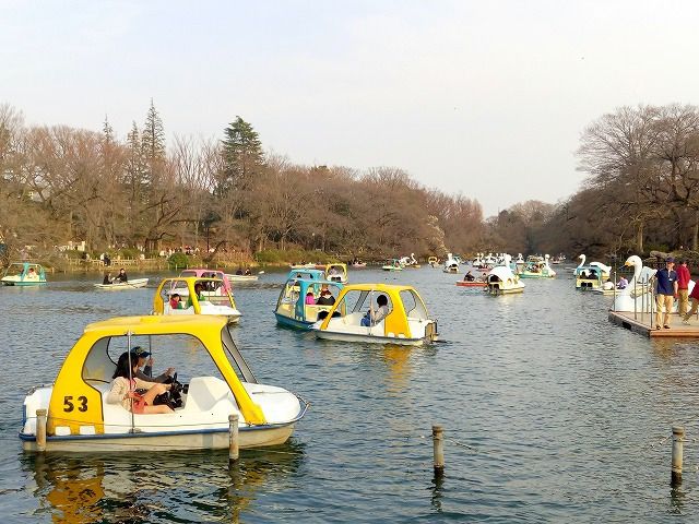 井之頭公園のスワンは凄い人気で、ボートでさえ待っている人が多いです