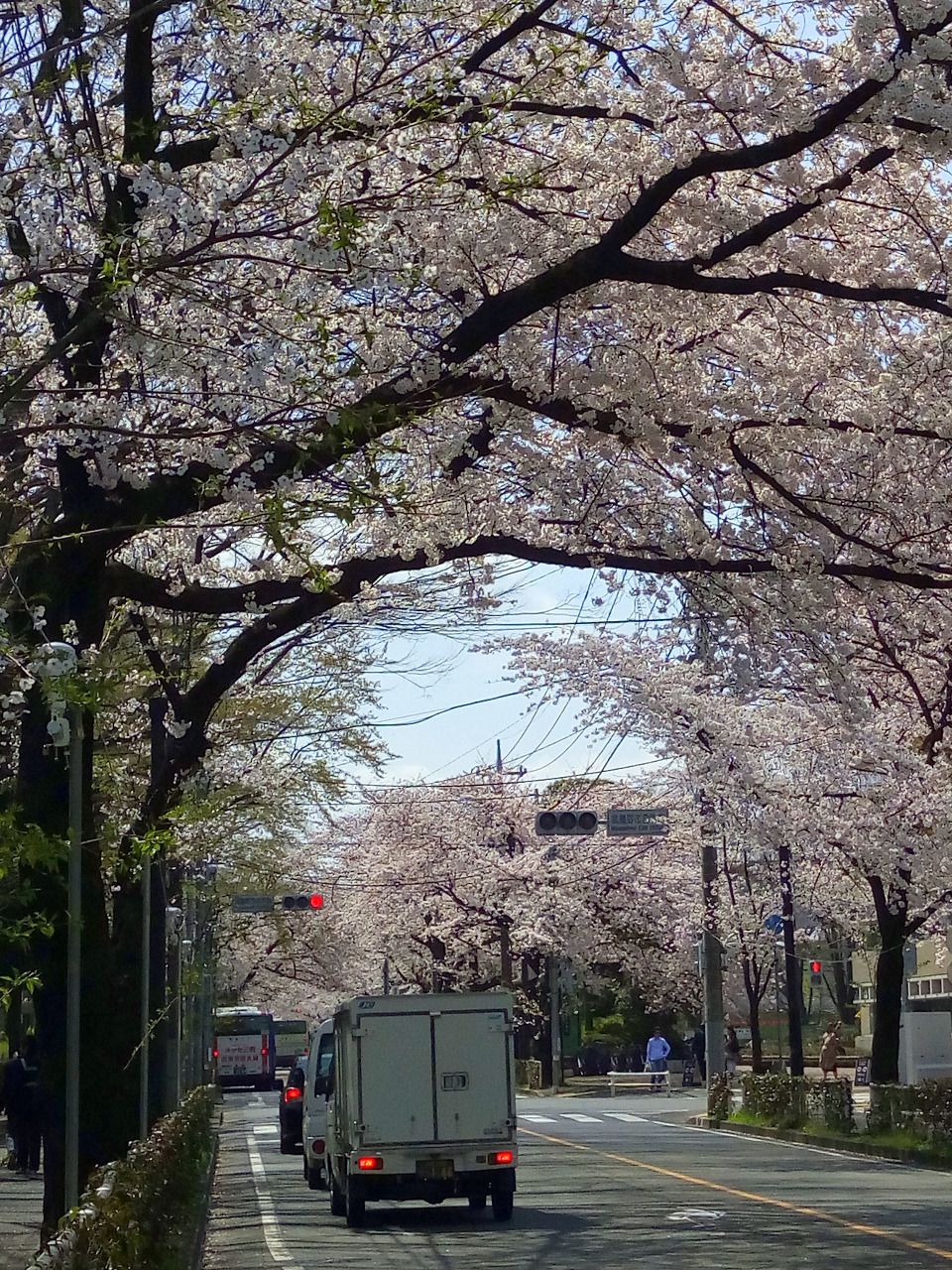 武蔵野市には多くの桜があります。市役所通り、井之頭公園など