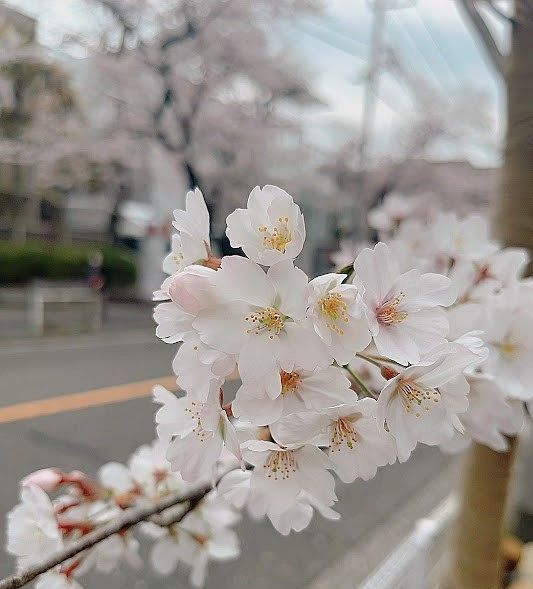 今が満開、武蔵野市役所前の桜並木