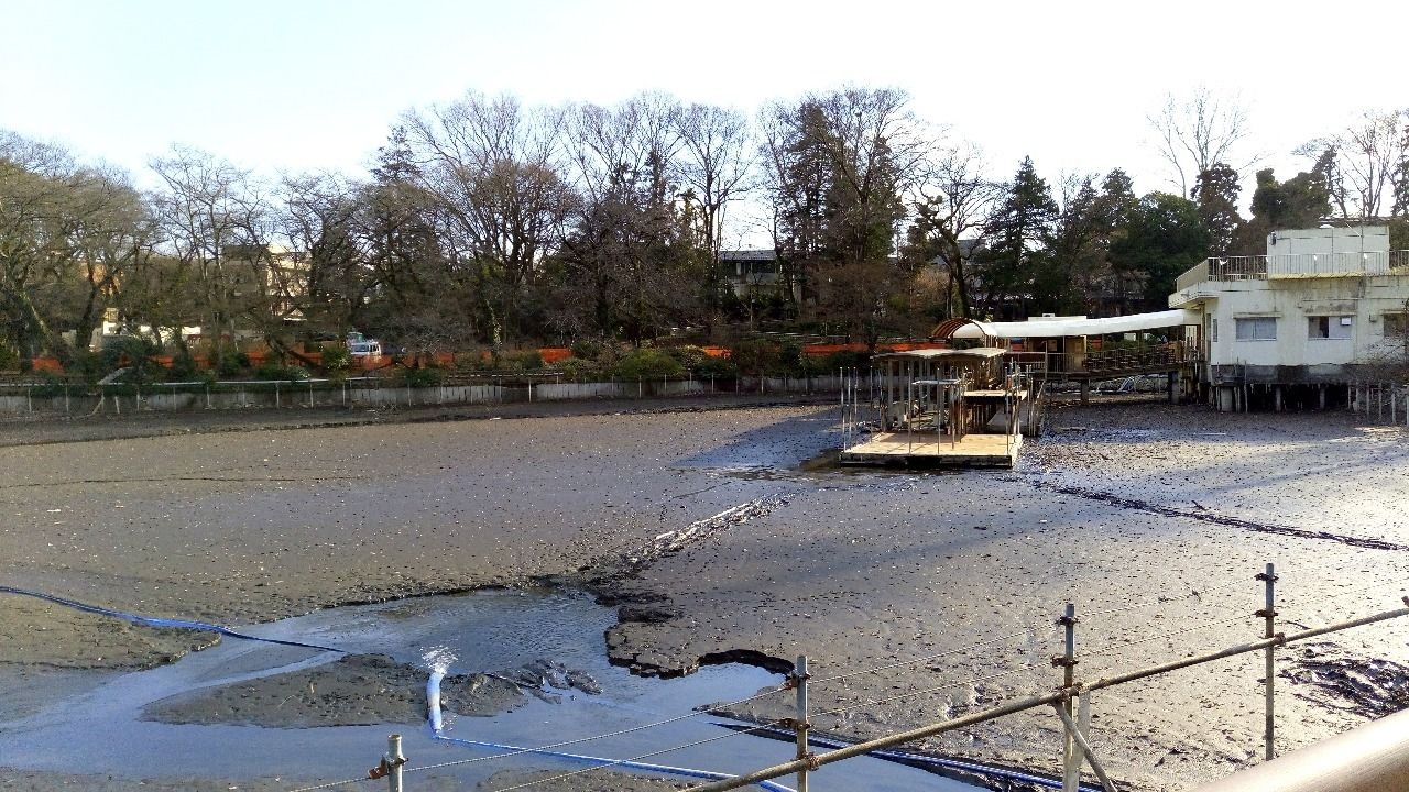 100年に向けて井之頭公園の池は綺麗になります